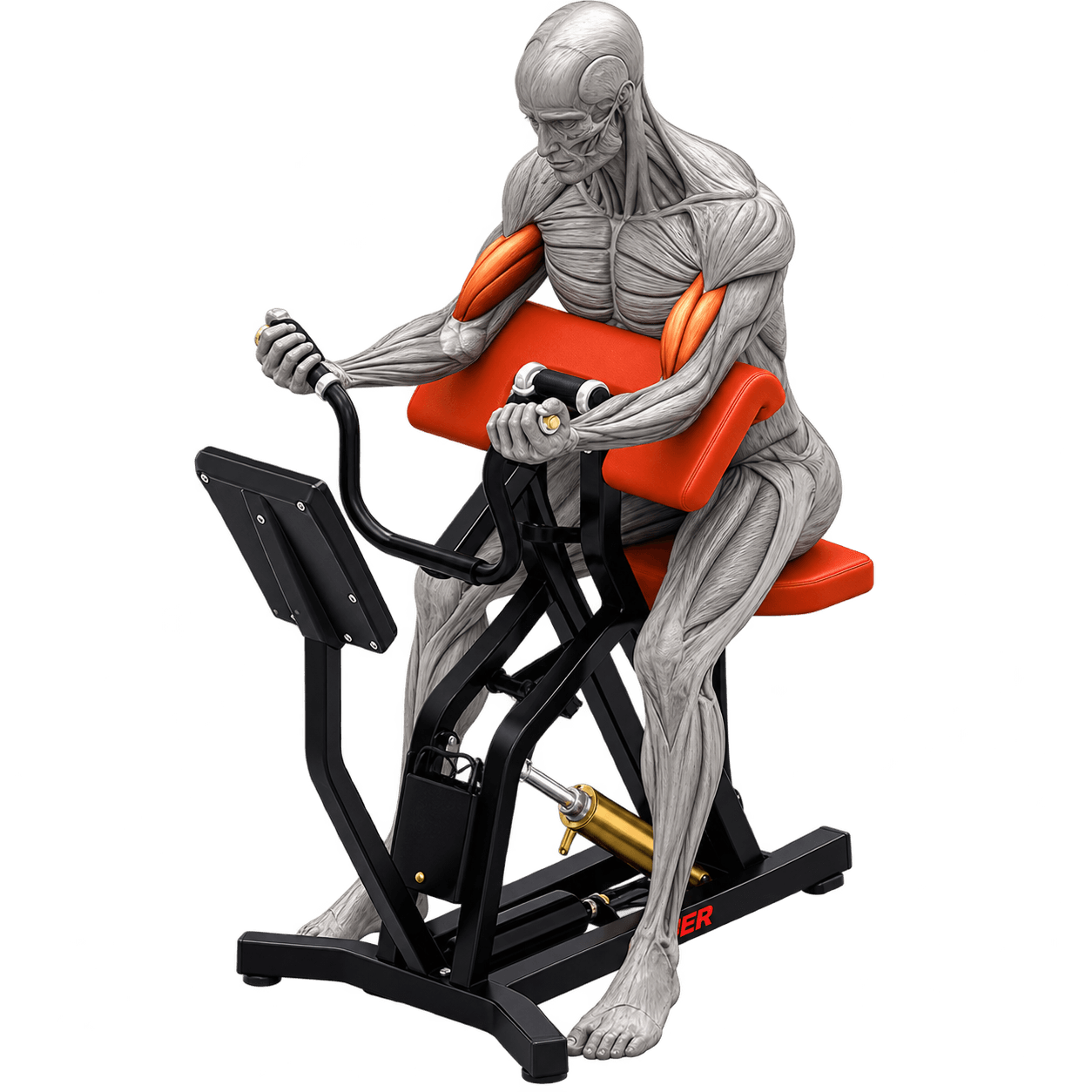 Anatomical figure training on a preacher curl machine